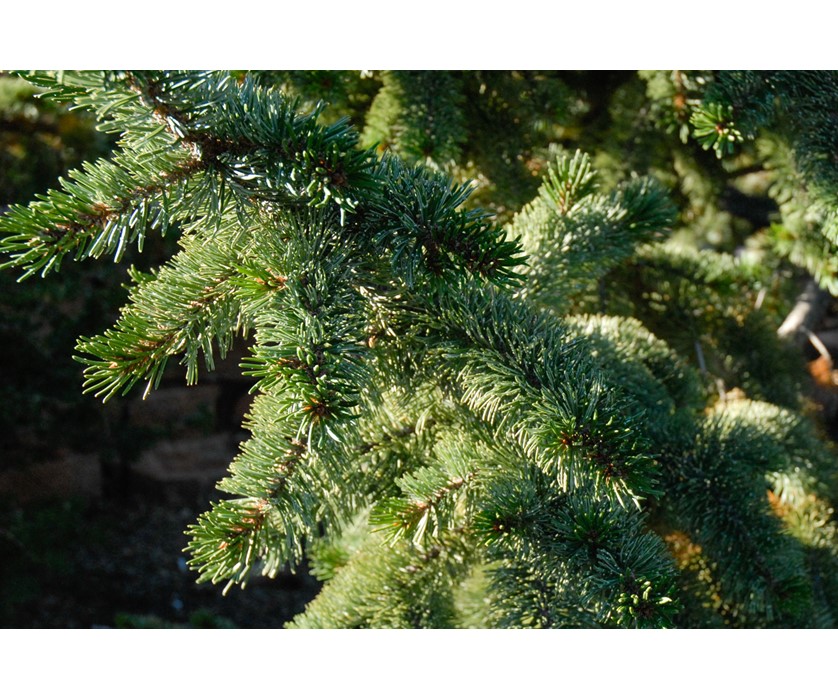 Bristlecone Pine